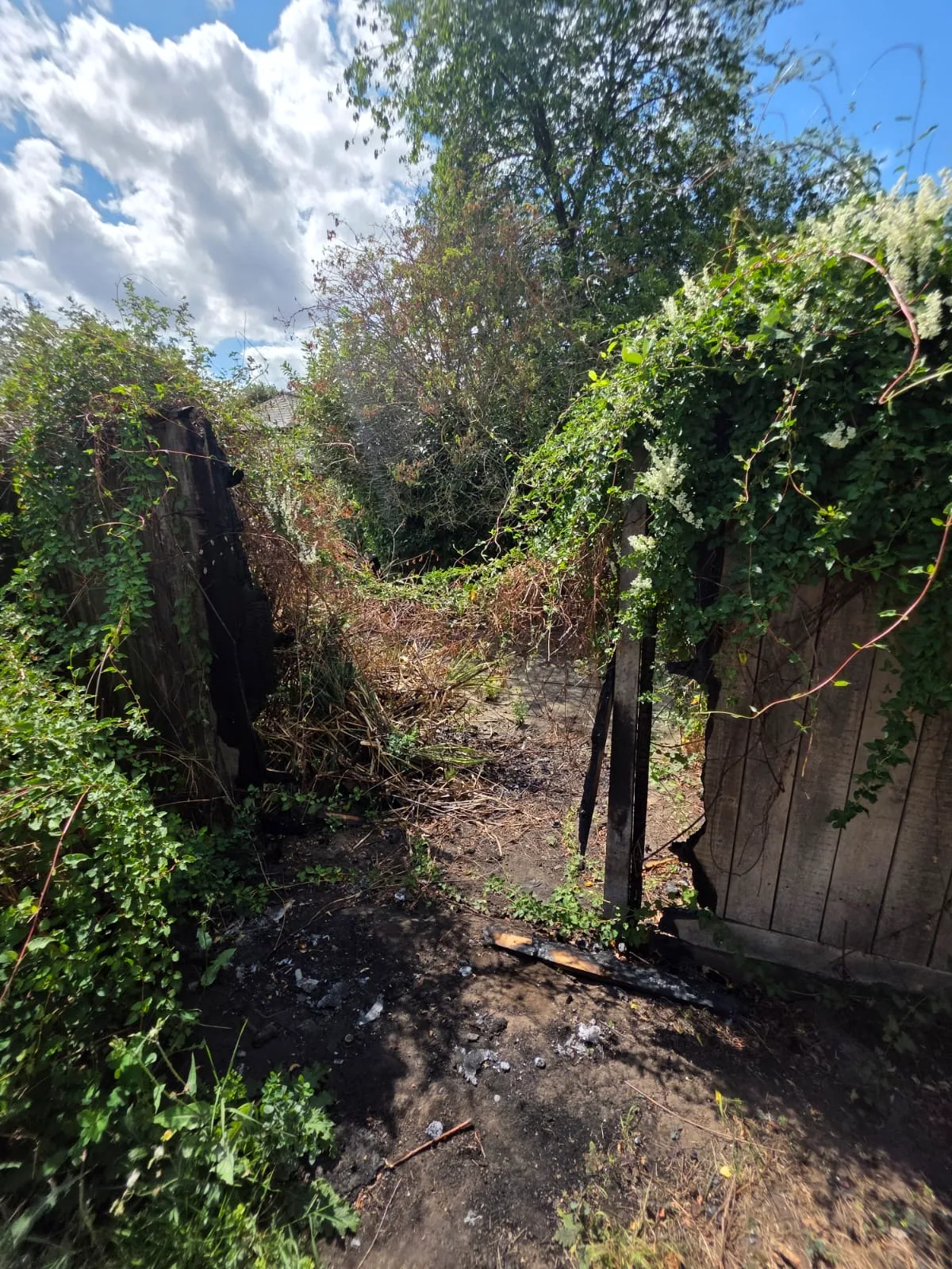 Overgrown and damaged boundary fencing before replacement
