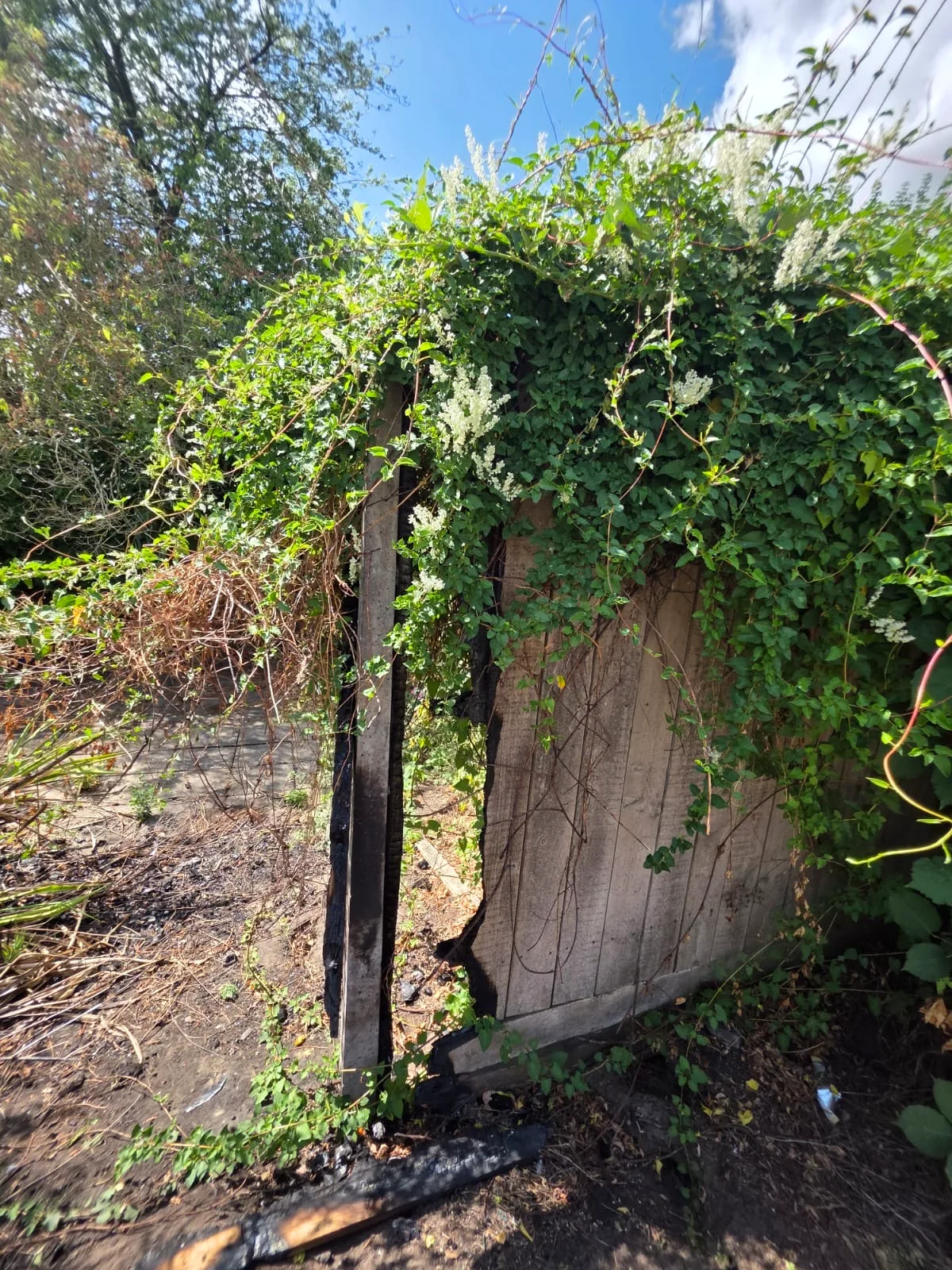 Close view of the damaged timber fence before replacement